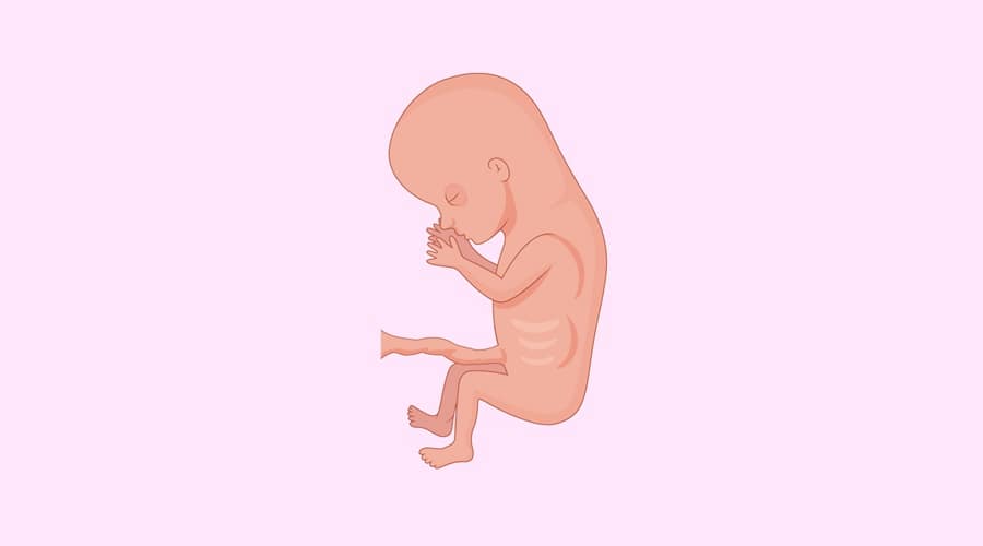 Quá trình phát triển của thai nhi 3 tháng đầu