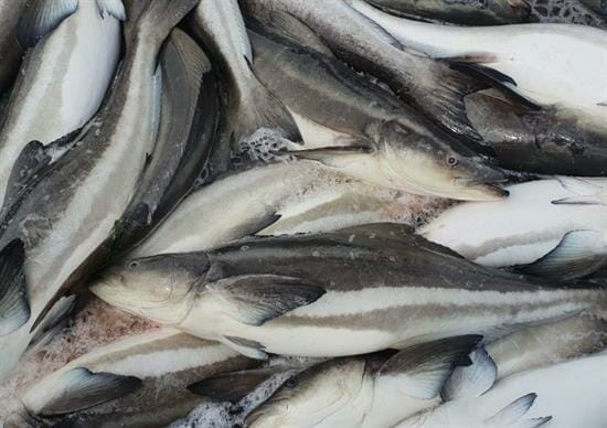 cá bớp thương phẩm - Cá giống Nha Trang - THỦY SẢN TRƯỜNG PHÁT