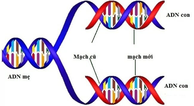 Cấu trúc của ADN