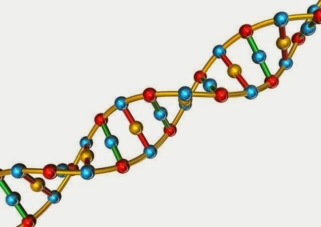 ADN có chức năng bảo quản thông tin di truyền qua các thế hệ