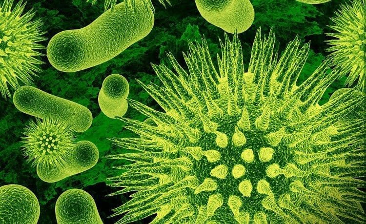 Lợi khuẩn là gì? Vai trò của lợi khuẩn | Vinmec