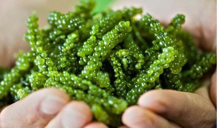 Tảo xoắn spirulina là gì? Công dụng của tảo xoắn và cách phân biệt